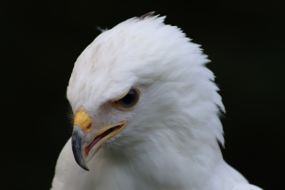 up close of a bird